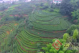 云南盐津：绿色茶园扮靓山村富了民图片