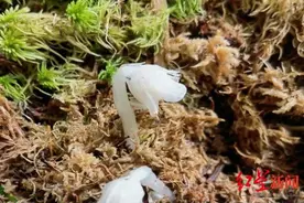 稀奇！四川这个地方发现白色“幽灵草”、和恐龙同时代的“白龙”图片