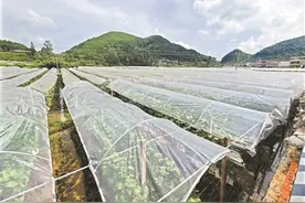 找准乡村振兴突破口 广黔共建现代农业产业园图片