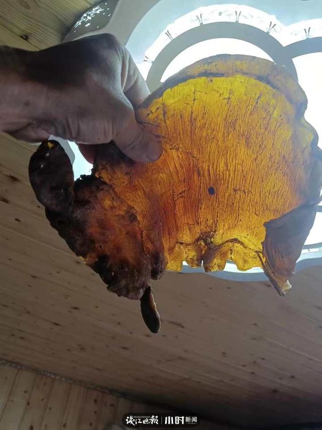 花胶一斤多少条 花胶一斤多少条啊