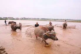 90%以上的上海水牛都在崇明？图片