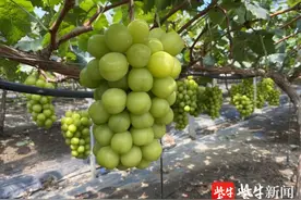 优质葡萄品种大盘点，让你做个明白的“吃货”图片