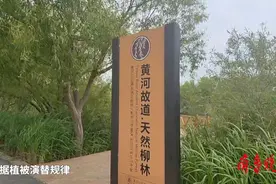 果然视频｜黄河三角洲生态造就东营天然柳林：吸引白天鹅在此留居图片