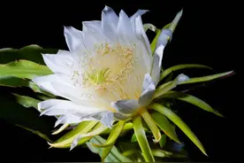 天热更该吃花！通便清热还润燥，用它煲汤喝，香甜又美味图片