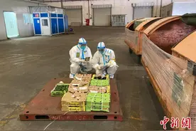 上海海关检疫放行全国首批非洲输华鲜食牛油果图片