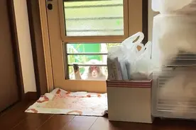 日本野猴频繁袭击致50余人伤，擅长背后偷袭并抓住人的腿，当局：猴子已被捕杀图片