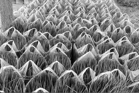 90后农民80亩地 年赚超百万元图片