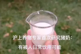 首次专题研究！沪上养猪专家：猪奶营养价值很高，有被人日常饮用可能图片