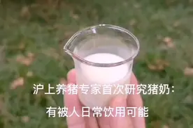 首次专题研究！沪上养猪专家：猪奶营养价值很高，有被人日常饮用可能图片