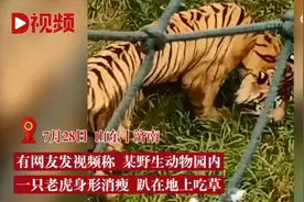 游客吐槽动物园老虎骨瘦如柴吃草维持生命？园方回应：吃草主要是为了促进消化图片