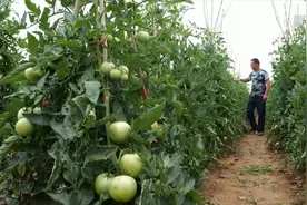 山西平陆：西红柿助农增收图片