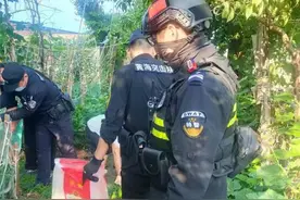清晨大蛇钻进院子，还朝主人吐着信子图片