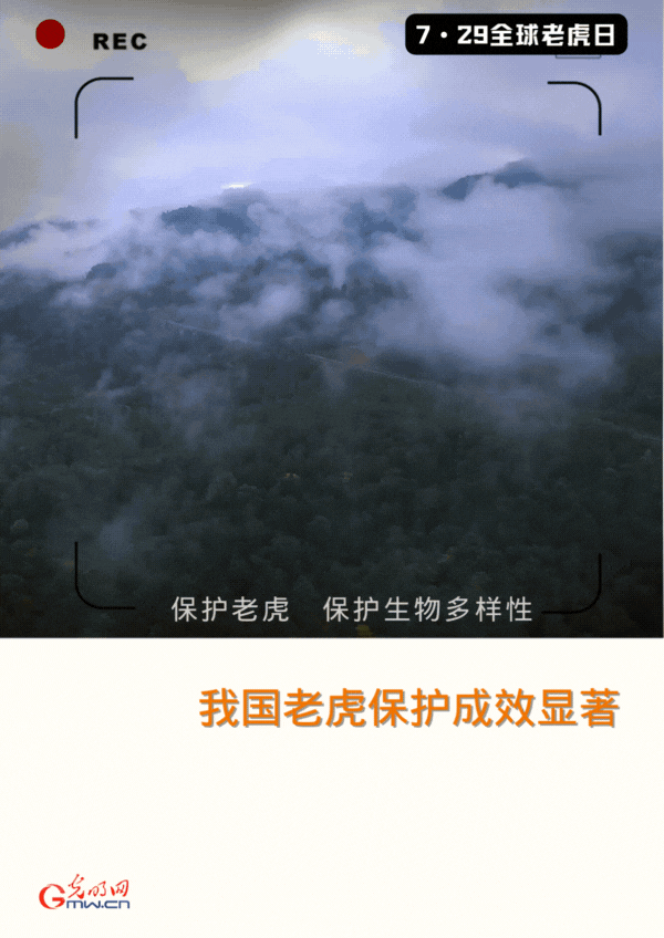 全球老虎日｜“护”虎生威 我国老虎保护成效显著图片