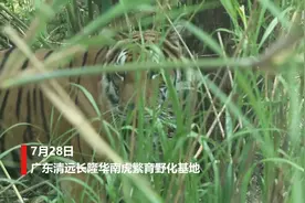 广东两头华南虎实现野外自主捕食图片