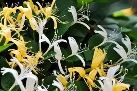 热到“融化”的三伏天，用这些植物泡一杯清凉的消暑茶图片