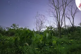 邂逅夏夜浪漫！小东江畔萤火虫漫天飞舞｜南方拍客看广东图片