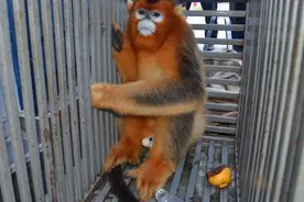 零距离接触“美猴王”，曾被商丘警方解救的一对川金丝猴产下幼崽图片