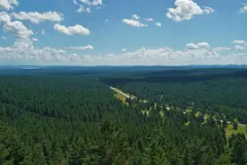 我和青松守北疆——记坚守在樟子松母树林的林草人图片