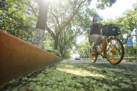 “槐花雨”导致地面黏？专家：雨水充沛加高温，国槐生长茂盛图片
