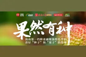 果然有种·非凡南繁 | 育种专家马文全的小种子大梦想 24年南繁路繁育出15个优质辣椒品种图片