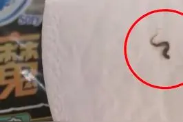 知名卫生巾被曝有虫子尸体图片