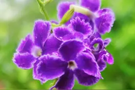 “巧克力”味的花朵见过吗？香气浓郁惹人喜爱图片