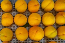 在沪郊枫泾，头年产果的“牛初乳”黄桃开始采摘，还有黄桃啤酒、“全桃宴”……图片