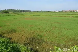 农田嗷嗷喊渴 王英水库开闸放水图片