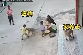 疯狗扑咬幼童，家犬飞奔相护 →图片