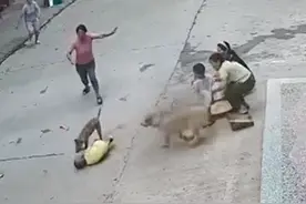 3岁小孩遭恶犬扑咬，家中狗狗飞奔上前勇救小主人图片