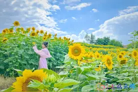 「快意昭通」游云南 正当时 | 昭阳：守望乡向日葵花海太惊艳！最新旅游攻略快收藏图片