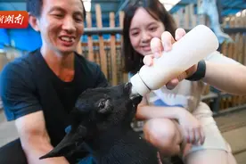 种好中国粮 做优湖南饭⑪丨浏阳黑山羊：大围山上“咩”声欢图片