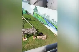 有趣一幕！男孩拖鞋不慎掉入猩猩池 被猩猩捡到后一把扔回图片