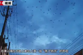 成千上万只燕子每年来这聚集 宁波这场“天空音乐会”超震撼图片