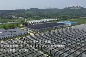 江苏南京：科技赋能蓝莓产业发展步入“快车道”图片