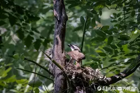 大明湖景区，一对红尾伯劳在此筑巢图片