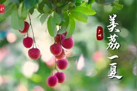 遇见广州 | 日啖荔枝“三百种”，吃一颗荔枝品一段故事图片