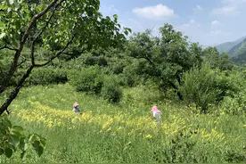 小黄花变身“致富花” ！农民增收了，乡村振兴了！图片