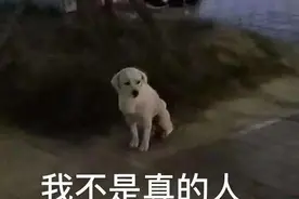 这只狗，是我的互联网替身图片