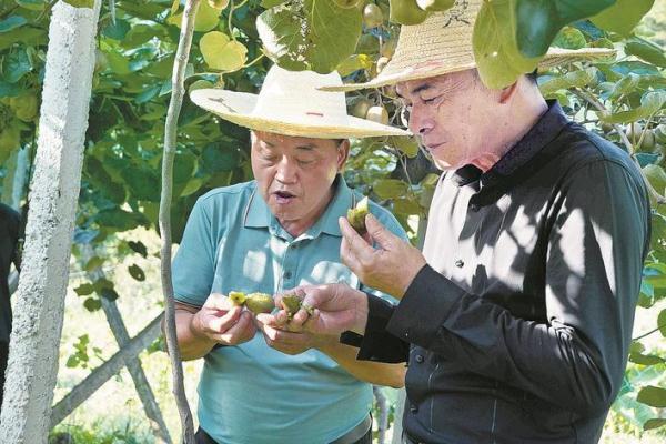 三明尤溪：红心猕猴桃迎来丰收季