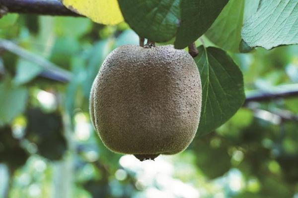 三明尤溪：红心猕猴桃迎来丰收季