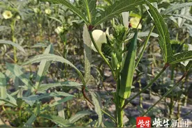 80亩水果秋葵喜获丰收，海安白甸村民致富有盼头图片