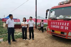 1天能卖1300个！阿里员工带着老乡卖“13度甜”西瓜图片