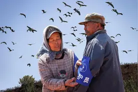 锦州夫妻植树造林四十载，引来白鹭飞满天图片