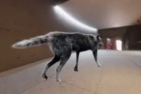 观察｜上科大新模型如何“召唤”元宇宙里的逼真虚拟宠物？图片