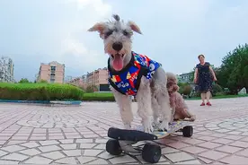 宠物狗玩滑板技巧娴熟引路人围观，主人：它精力旺盛，只教了一个星期图片