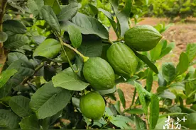 采摘啦！香水柠檬成致富“甜蜜果”图片