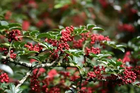 八月，20.4万亩“汉源花椒”迎来丰收图片