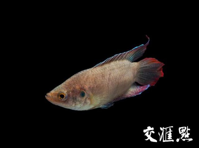 秘境之眼·人类之友 日历 | 圆尾斗鱼:鱼中慈父,独自育儿