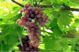 晚潮｜且复为汝说蒲陶图片